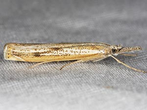 Agriphila attenuatus