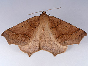 Prochoerodes truxaliata