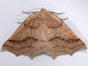 Prochoerodes truxaliata