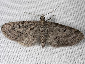 Eupithecia misturata