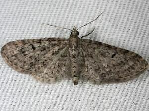 Eupithecia annulata