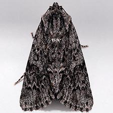 Acronicta othello