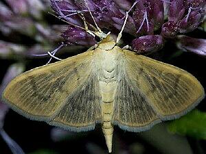 Patania silicalis