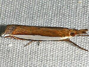 Crambus quinquareatus