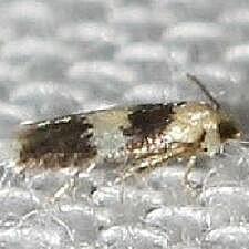 Stigmella nigriverticella