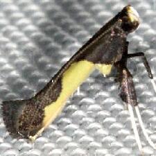 Caloptilia belfragella