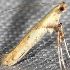 Caloptilia negundella