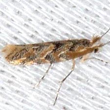 Phyllonorycter celtifoliella