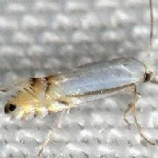 Phyllonorycter lucidicostella