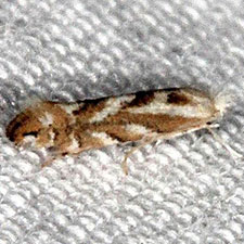 Phyllonorycter mildredae