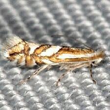 Phyllonorycter propinquinella