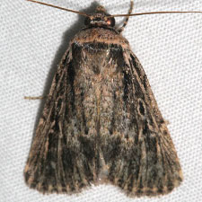 Euxoa atristrigata