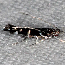 Cosmopterix abnormalis
