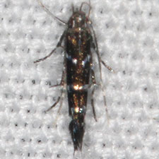 Cosmopterix abnormalis