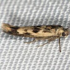 Scythris limbella