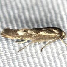 Scythris limbella