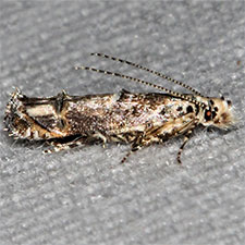 Naera fuscocristatella