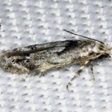 Sinoe robiniella