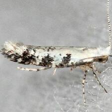 Argyresthia austerella