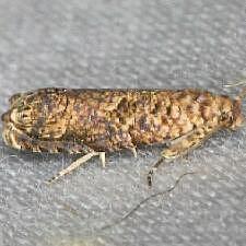 Episimus argutana