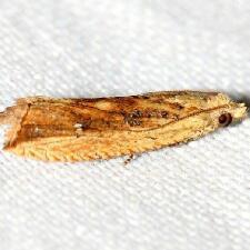 Bactra priapeia