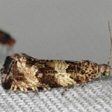 Celypha cespitana