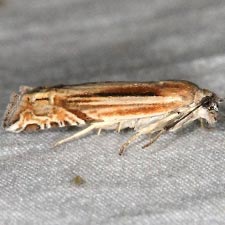 Eucosma dorsiatomana