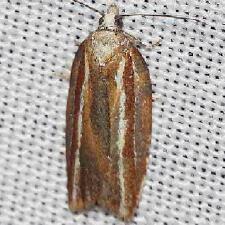 Acleris variana