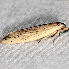 Aethes sp.