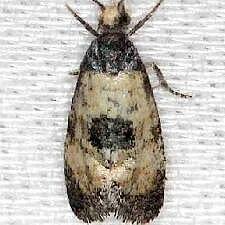 Neocochylis dubitana