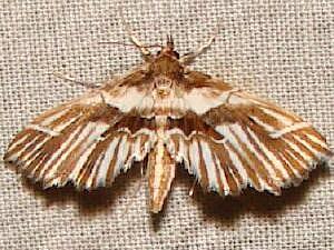 Undulambia striatalis