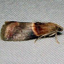 Acrobasis demotella