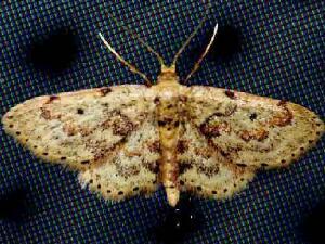 Idaea micropterata