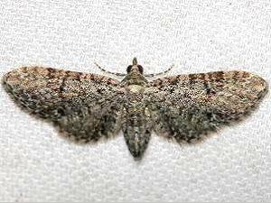 Eupithecia jejunata