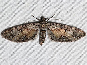 Eupithecia anticaria