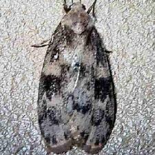 Bruceia hubbardi