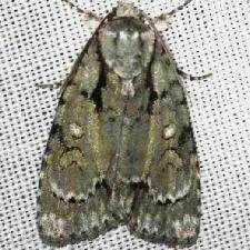 Acronicta vinnula