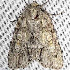 Acronicta modica