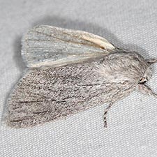 Acronicta sinescripta