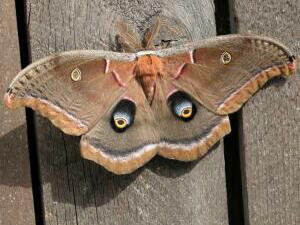 Antheraea polyphemus