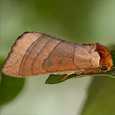 Datana major