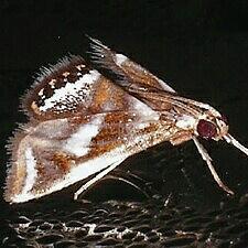 Chrysendeton imitabilis