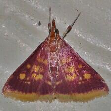 Pyrausta acrionalis