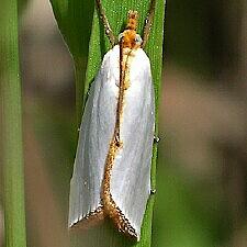 Argyria rufisignella