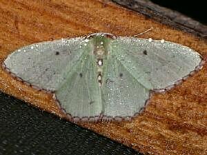 Nemoria lixaria