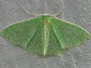 Synchlora frondaria