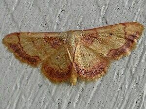 Idaea demissaria