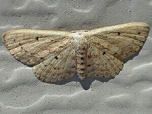 Scopula aemulata