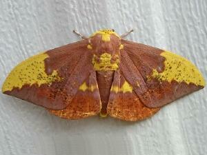 Eacles imperialis