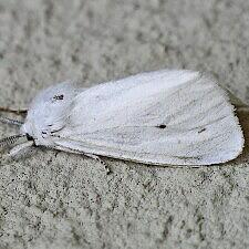 Spilosoma virginica